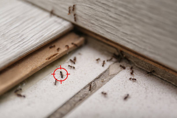 Best Affordable Pest Control Services  in Desoto Lakes, FL